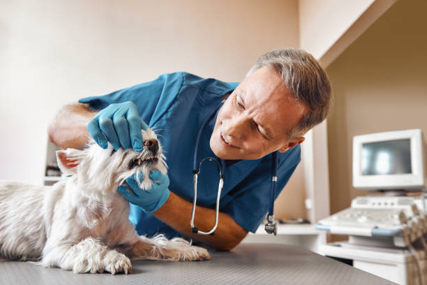 Best Same-Day Emergency Dentist in Royersford, PA